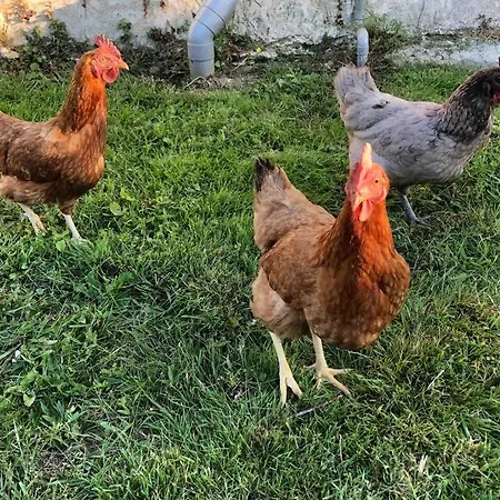 Σπίτι διακοπών Daisy With Seasonal Swimming Pool Le Mesnil-Gilbert