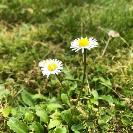 Feriehus Daisy With Seasonal Swimming Pool *