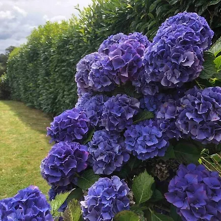 펜션 Daisy With Seasonal Swimming Pool *