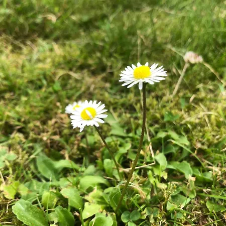 Daisy With Seasonal Swimming Pool Дом отдыха *