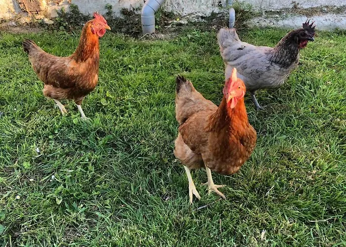 Сasa de vacaciones Daisy With Seasonal Swimming Pool Le Mesnil-Gilbert
