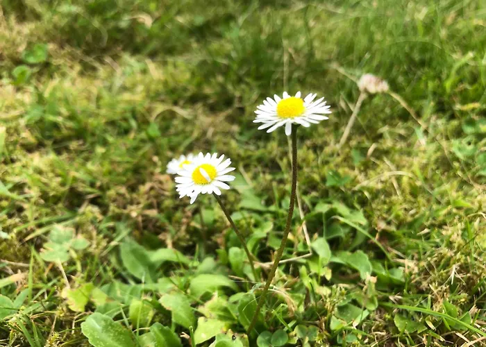 Daisy With Seasonal Swimming Pool 度假居 *