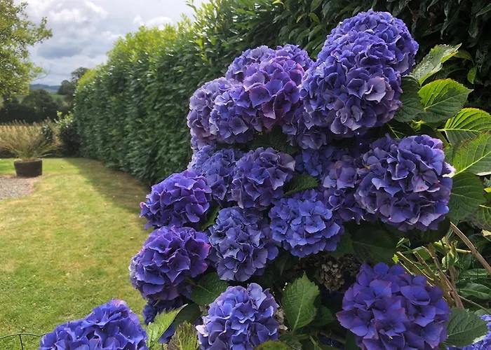 Daisy With Seasonal Swimming Pool *